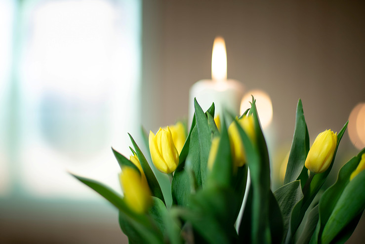 Bilde av påskeliljer